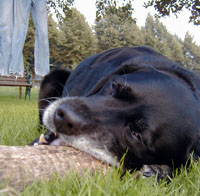 Casper chewing on a block of firewood